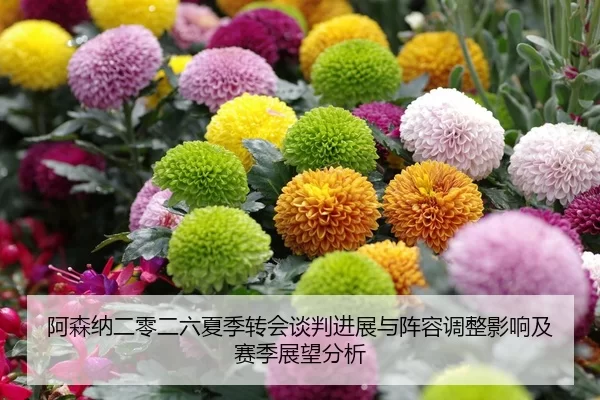 阿森纳二零二六夏季转会谈判进展与阵容调整影响及赛季展望分析